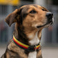 Leder Hundehalsband schwarz-rot-gold
